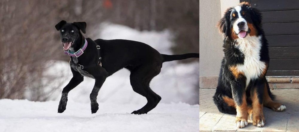 Mountain Burmese vs Eurohound - Breed Comparison