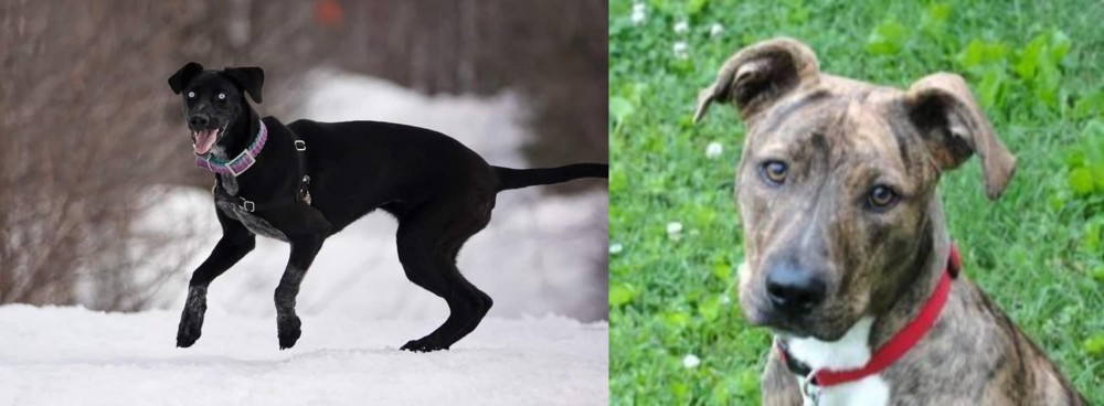 Mountain Cur vs Eurohound - Breed Comparison