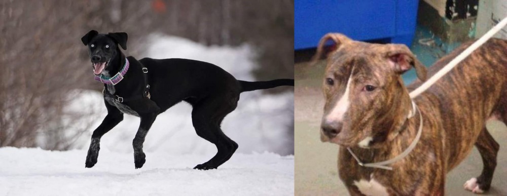 Mountain View Cur vs Eurohound - Breed Comparison
