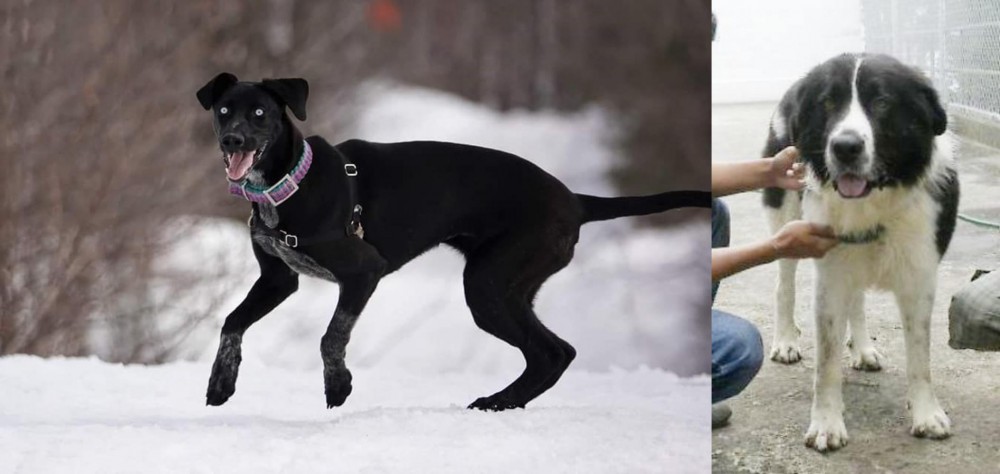 Mucuchies vs Eurohound - Breed Comparison