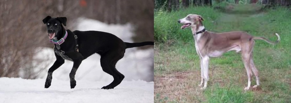 Mudhol Hound vs Eurohound - Breed Comparison
