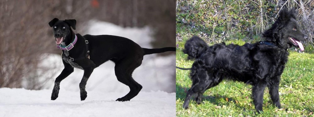 Mudi vs Eurohound - Breed Comparison