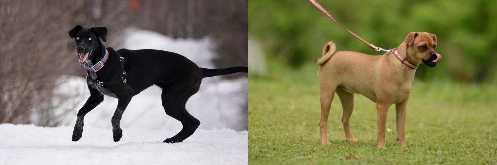 Muggin vs Eurohound - Breed Comparison