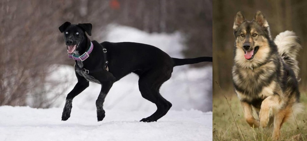 Native American Indian Dog vs Eurohound - Breed Comparison