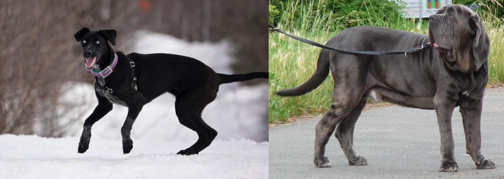 Neapolitan Mastiff vs Eurohound - Breed Comparison