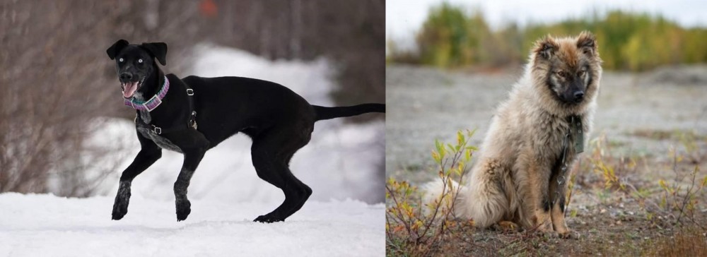 Nenets Herding Laika vs Eurohound - Breed Comparison