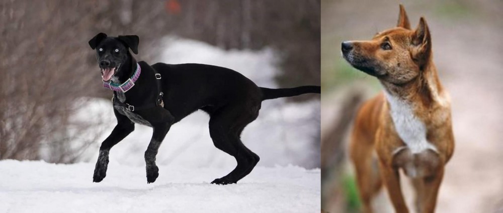 New Guinea Singing Dog vs Eurohound - Breed Comparison