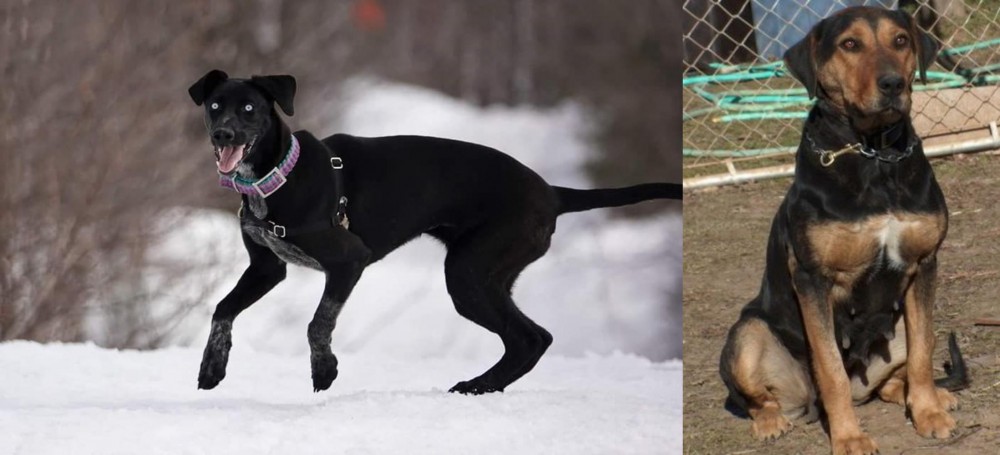 New Zealand Huntaway vs Eurohound - Breed Comparison