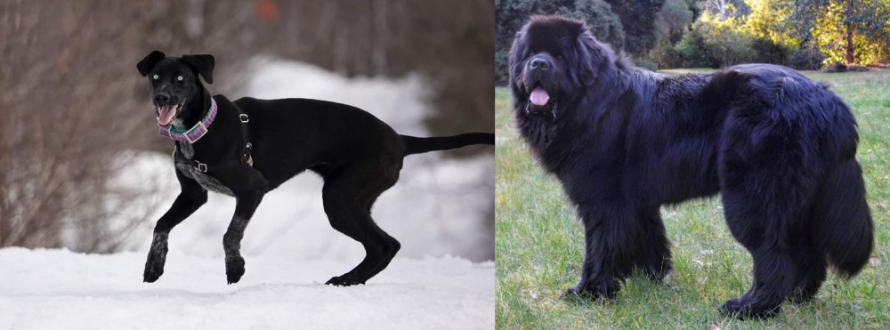 Newfoundland Dog vs Eurohound - Breed Comparison