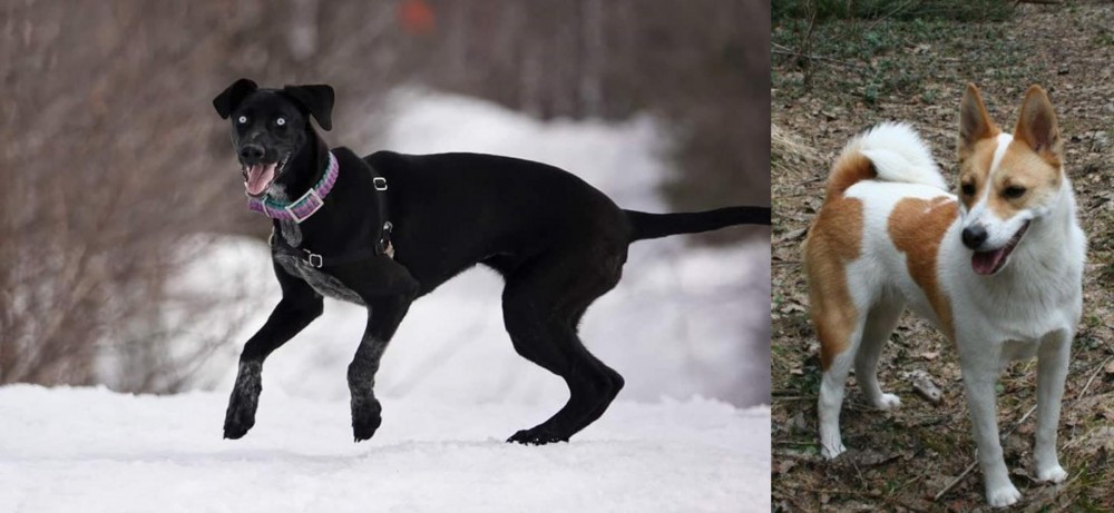 Norrbottenspets vs Eurohound - Breed Comparison