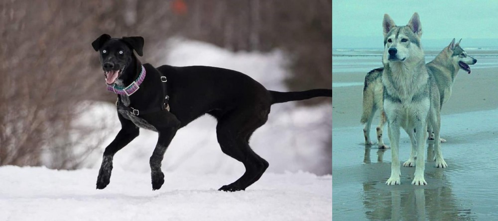 Northern Inuit Dog vs Eurohound - Breed Comparison