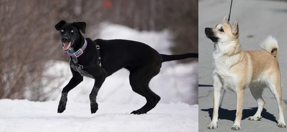 Norwegian Buhund vs Eurohound - Breed Comparison