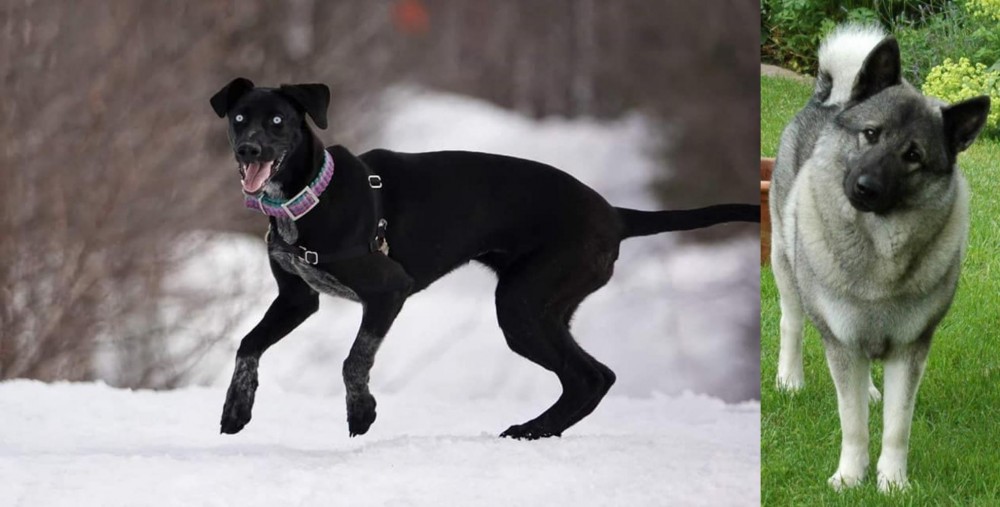 Norwegian Elkhound vs Eurohound - Breed Comparison