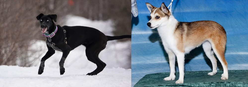 Norwegian Lundehund vs Eurohound - Breed Comparison