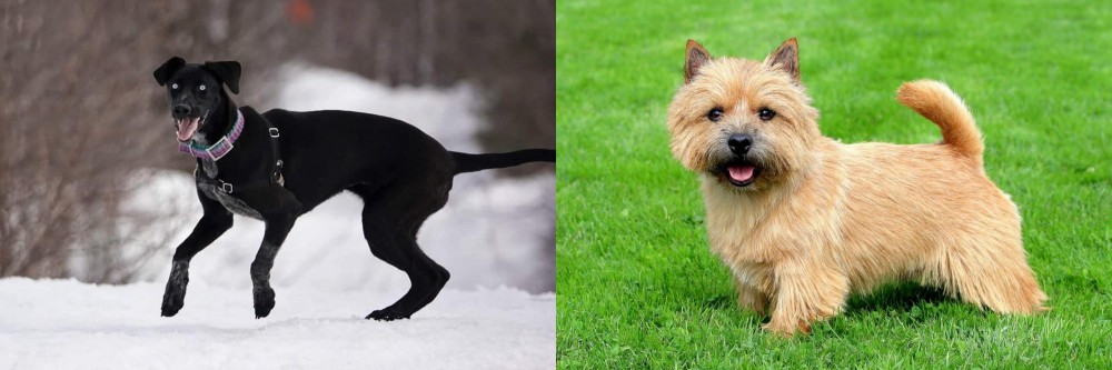 Norwich Terrier vs Eurohound - Breed Comparison