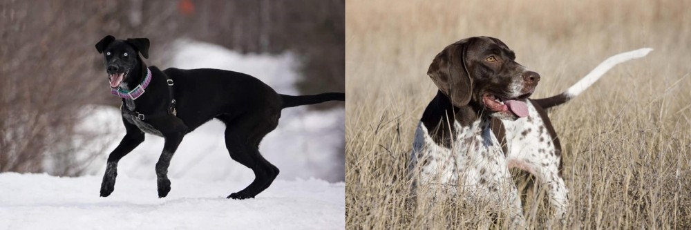 Old Danish Pointer vs Eurohound - Breed Comparison