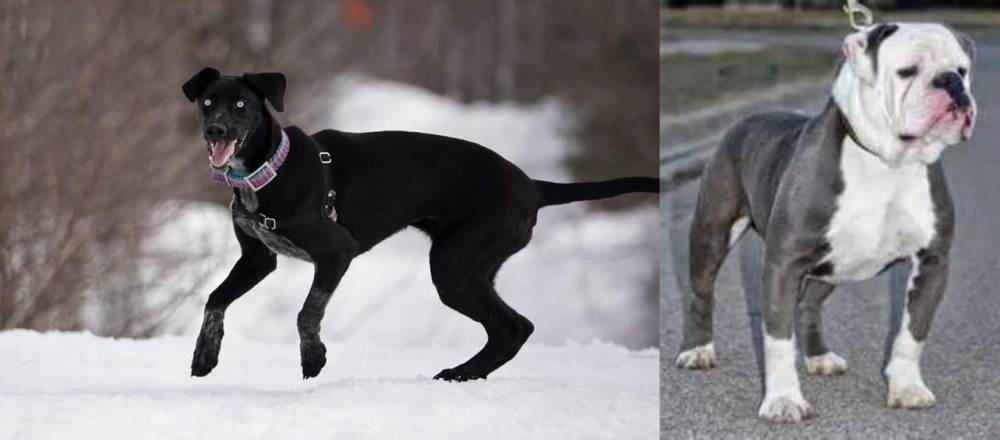Old English Bulldog vs Eurohound - Breed Comparison