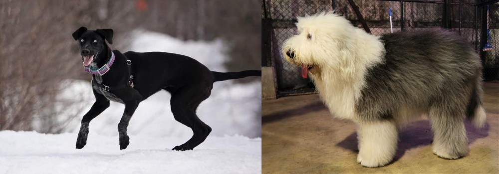 Old English Sheepdog vs Eurohound - Breed Comparison