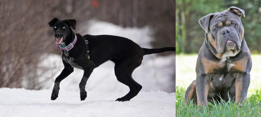 Olde English Bulldogge vs Eurohound - Breed Comparison