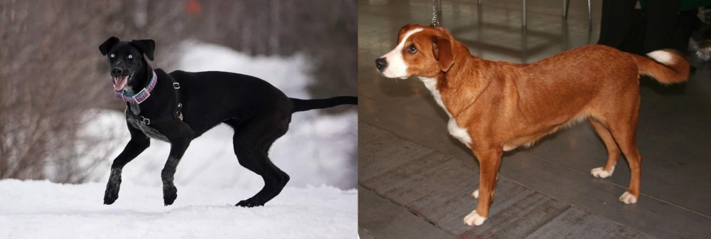 Osterreichischer Kurzhaariger Pinscher vs Eurohound - Breed Comparison