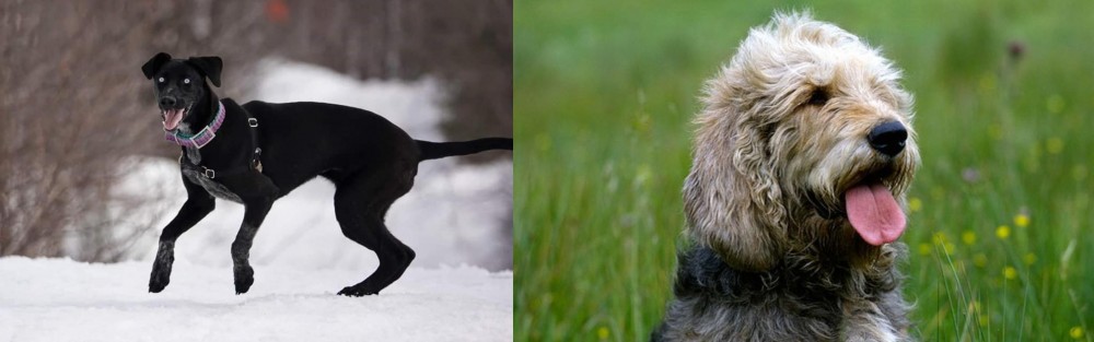 Otterhound vs Eurohound - Breed Comparison