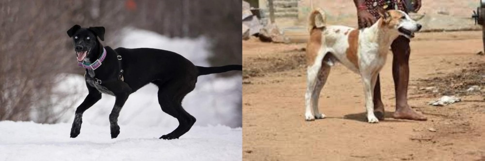 Pandikona vs Eurohound - Breed Comparison