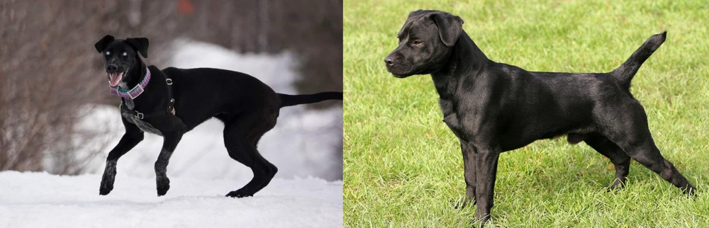 Patterdale Terrier vs Eurohound - Breed Comparison