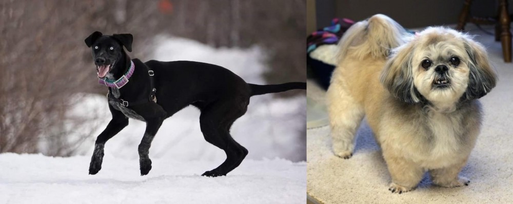 PekePoo vs Eurohound - Breed Comparison