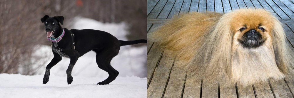 Pekingese vs Eurohound - Breed Comparison