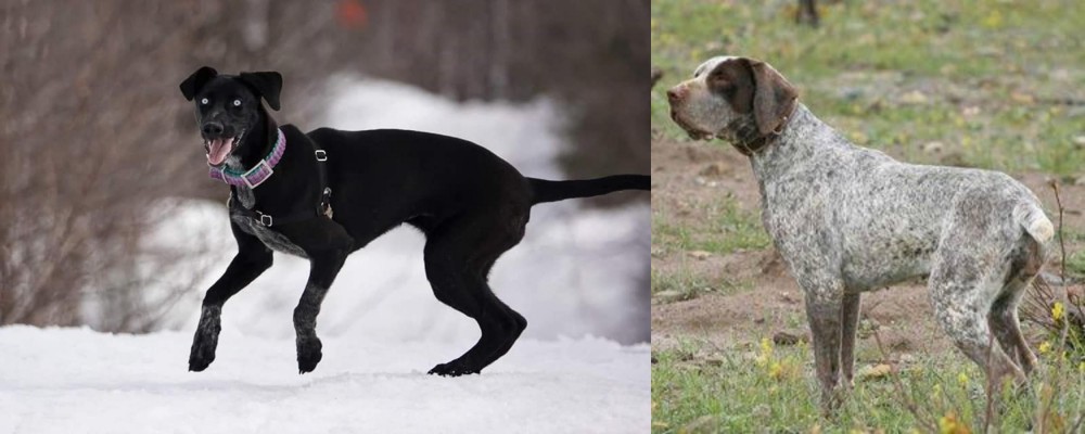 Perdiguero de Burgos vs Eurohound - Breed Comparison
