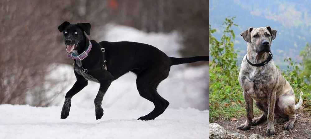 Perro Cimarron vs Eurohound - Breed Comparison