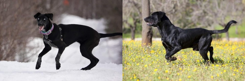 Perro de Pastor Mallorquin vs Eurohound - Breed Comparison