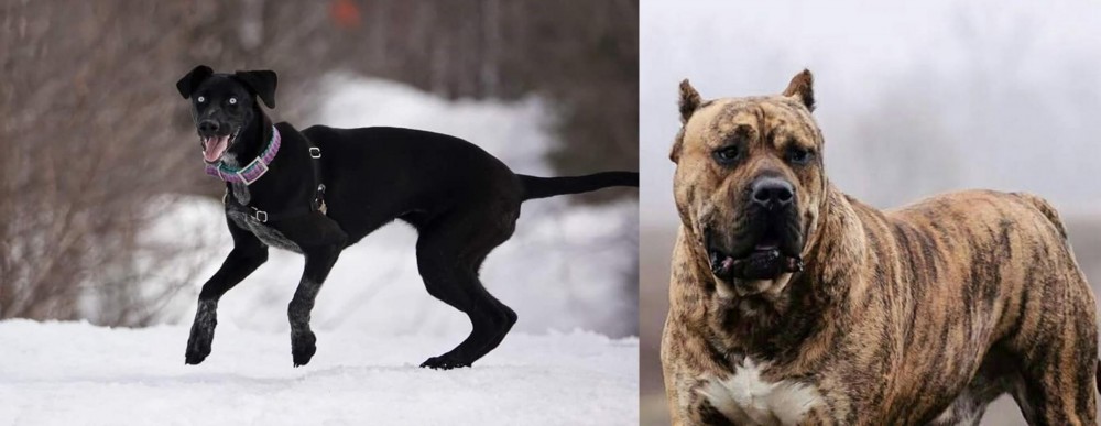 Perro de Presa Canario vs Eurohound - Breed Comparison