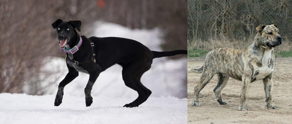 Perro de Presa Mallorquin vs Eurohound - Breed Comparison