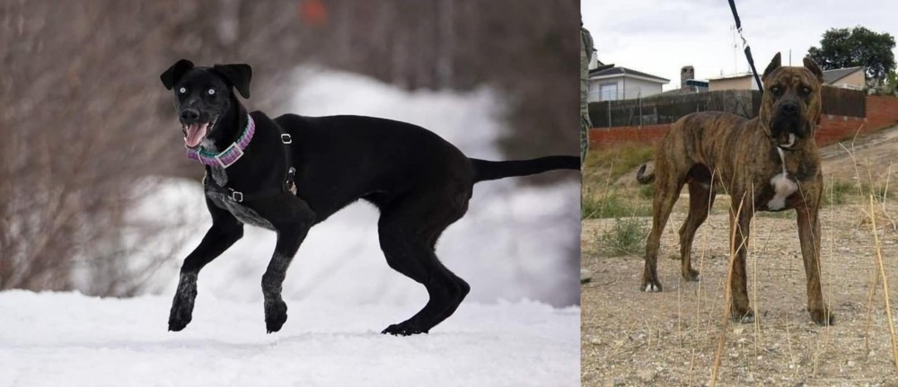 Perro de Toro vs Eurohound - Breed Comparison