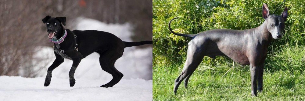 Peruvian Hairless vs Eurohound - Breed Comparison