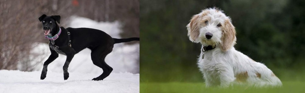 Petit Basset Griffon Vendeen vs Eurohound - Breed Comparison