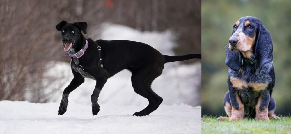Petit Bleu de Gascogne vs Eurohound - Breed Comparison