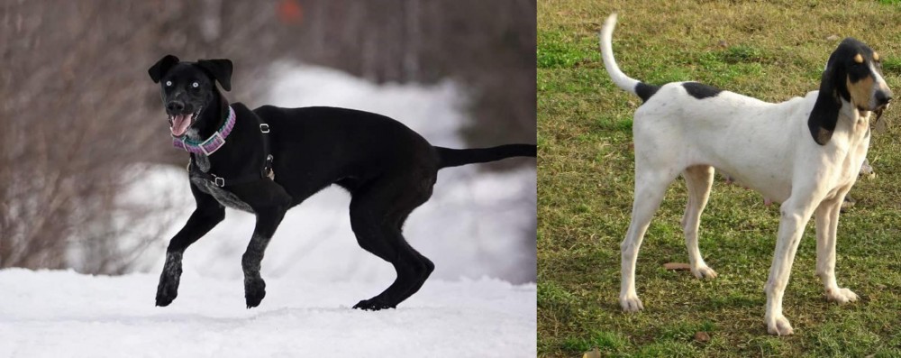 Petit Gascon Saintongeois vs Eurohound - Breed Comparison
