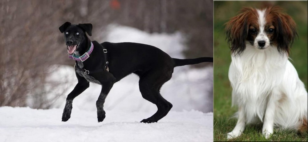 Phalene vs Eurohound - Breed Comparison