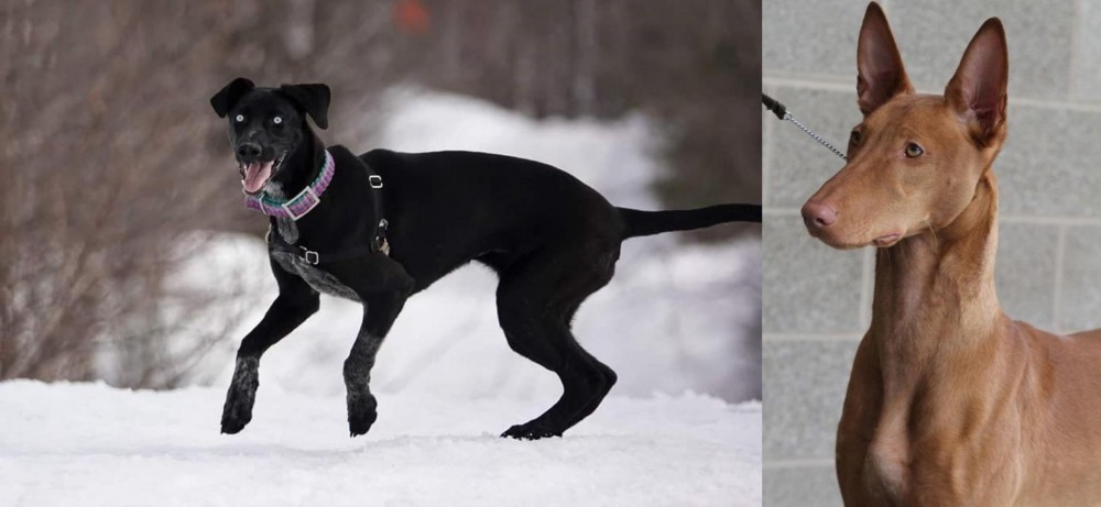 Pharaoh Hound vs Eurohound - Breed Comparison