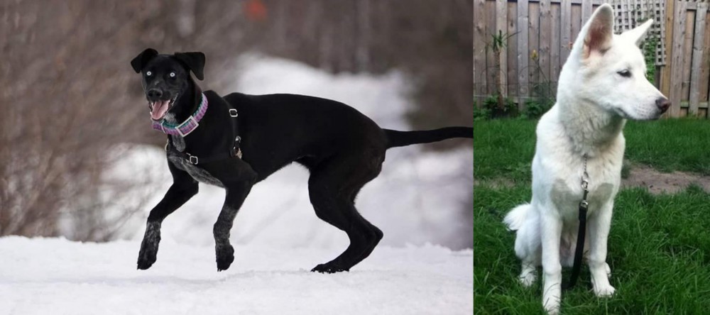 Phung San vs Eurohound - Breed Comparison