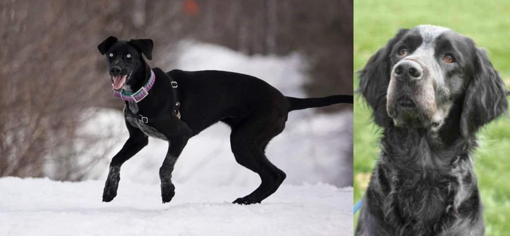 Picardy Spaniel vs Eurohound - Breed Comparison