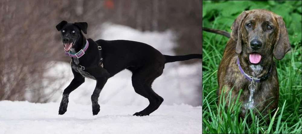 Plott Hound vs Eurohound - Breed Comparison