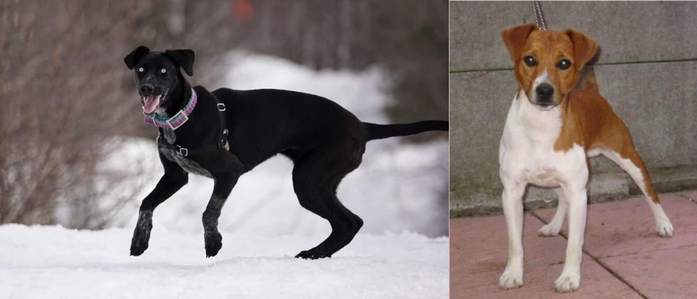 Plummer Terrier vs Eurohound - Breed Comparison