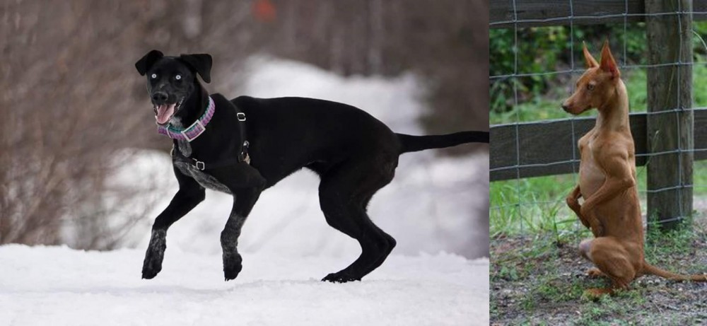 Podenco Andaluz vs Eurohound - Breed Comparison