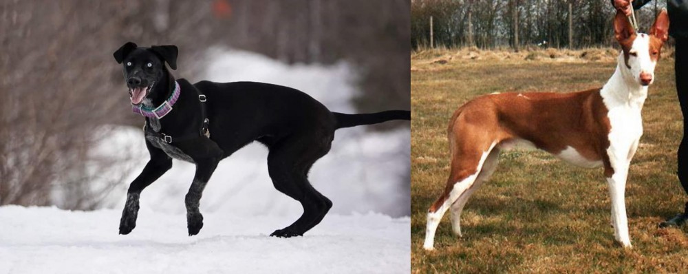 Podenco Canario vs Eurohound - Breed Comparison