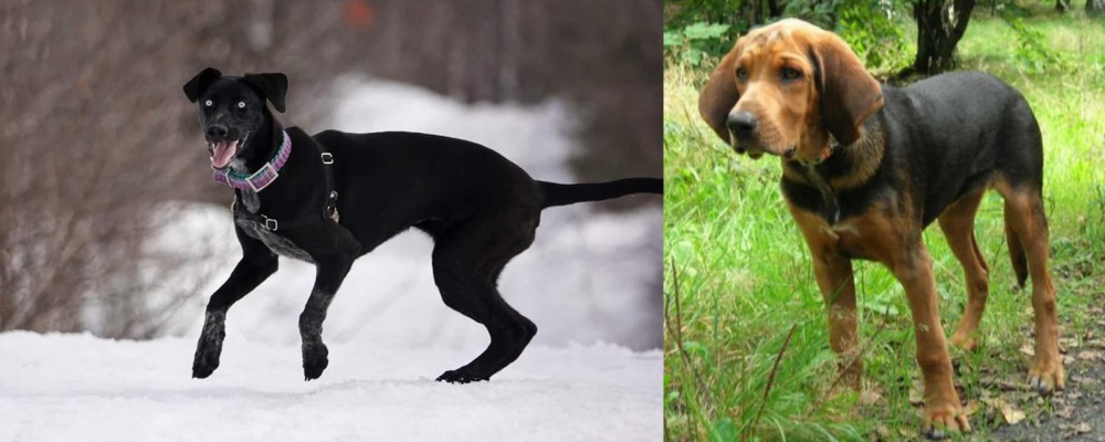 Polish Hound vs Eurohound - Breed Comparison