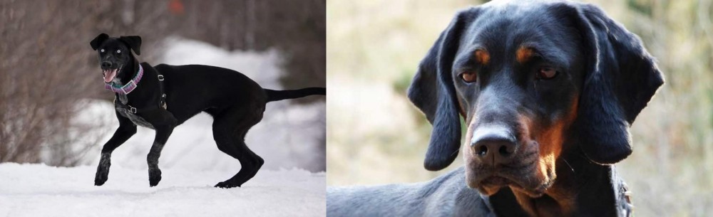 Polish Hunting Dog vs Eurohound - Breed Comparison