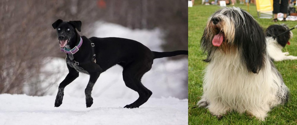 Polish Lowland Sheepdog vs Eurohound - Breed Comparison